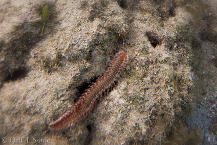 2012_03_25_SandalsLaToc-10326-Edit750.jpg - I found this sea worm while snorkeling around the pier at Sandals Grande.  I have no clue what it is but the little feet looked kinda like tiny puffy q-tips.