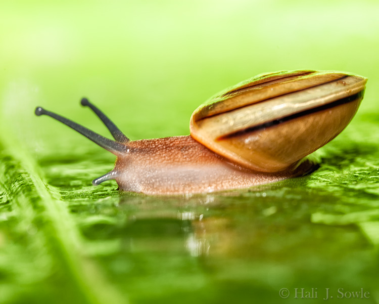 2012_03_25_SandalsLaToc-10360-Edit-750.jpg - What do we do at night when we are at a Caribbean Resort and it just stopped raining?  Go looking for tiny frogs to photograph.  We didn't find any frogs that night but we did see lots of these snails, this one was gliding across a huge wet palm leaf.