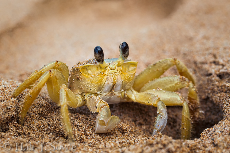 2012_03_26_SandalsLaToc-10191-Edit750.jpg - Patience is a virtue. We would see a ghost crab, get down flat in the sand and wait for it to come back out of it's hole, then when it would go back down we'd wiggle up a little and wait for it to show up again.  It's amazing how quickly time would pass doing this.