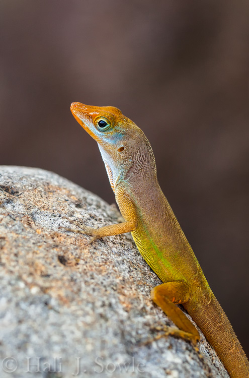 2012_03_28_SandalsLaToc-10011-Edit750.jpg - I'm not sure what type of little lizard this is but it had beautiful colors and amazing blue eyes.