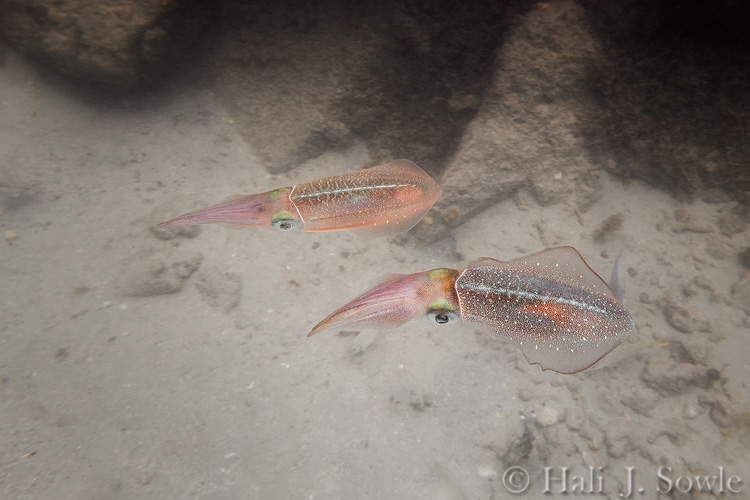 2012_03_28_SandalsLaToc-10128-Edit750.jpg - A pair of Cuttlefish doing some sort of courtship ritual.  There were at least 4 pair of cuttlefish swimming together.  These little squid were amazingly colorful.