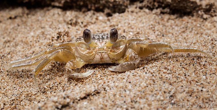 2012_03_29_SandalsLaToc-10173-Edit750.jpg - Ghost Crab with unusual markings, Sandals La Toc Beach.