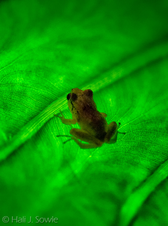 2012_03_29_SandalsLaToc-10373-Edit750.jpg - Mike backlit the big palm leaf with this little peeper on it for me.
