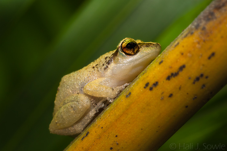 2012_03_29_SandalsLaToc-10381-Edit750.jpg - I swear this little guy was smiling for me, shot at night on a palm frond.