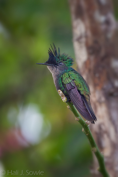 2012_03_30_SandalsLaToc-10072-Edit750.jpg - We didn't see very many birds at La Toc, quite the difference from Sandals Grande St. Lucian where they were everywhere, but I managed to find this little guy one morning and he kindly sat still for just one shot.