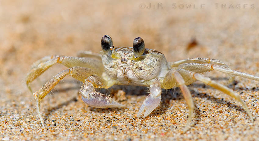 _MIK0134.jpg - A different ghost crab...