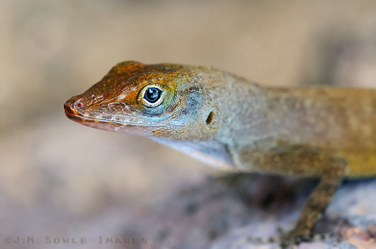 _MIK0172.jpg - This friendly Anole that was resting on a rock by the beach.