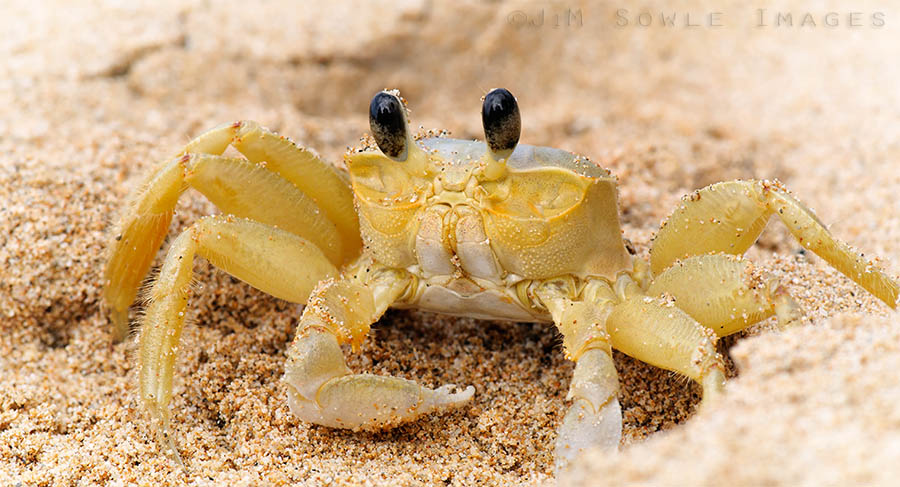 _MIK0243.jpg - This Ghost Crab was caught outside of his home (hole) by two relentless photographers (me and Hali).  He finally realized that escape was impossible.  He signed the waiver and posed for several photographs.