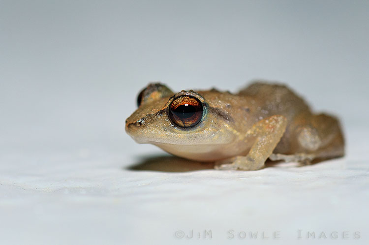 _MIK0253.jpg - A Whistling Frog sitting on what appears to be extremely dense cappuccino foam (it's really just a painted ledge, which is good because I would not want the cappuccino after the frog sat on it).