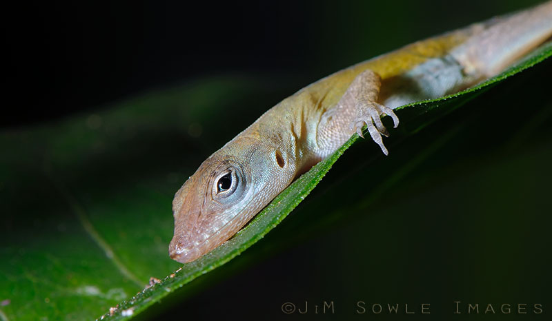 _MIK0342.jpg - While snooping around for tree frogs, we stumbled across several sleeping anoles -- like this one.  It's a bit of a rude awakening, I'm sure.  Our flashes must seem unbelievable bright to these poor lounging lizards.  After one or two flashes the eyes would open.  A couple more flashes and they would usually get up to find another bed somewhere else.