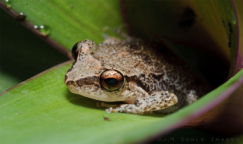 _MIK0365_2.jpg - We were searching about for tree frogs ( Lesser Antillean Whistling Frogs), when we found this one inside the shoot apex of a plant.  We suspect it went down there for some water, but found itself a bit trapped when we happened by and started taking pictures.  The only way out was to go closer to us, and that did not seem like a good option to the poor little thing.  I'm actually standing over the plant and shooting straight down for this shot.  If you look closely, you can see a bit of the leaf reflected in the frog's pupil.