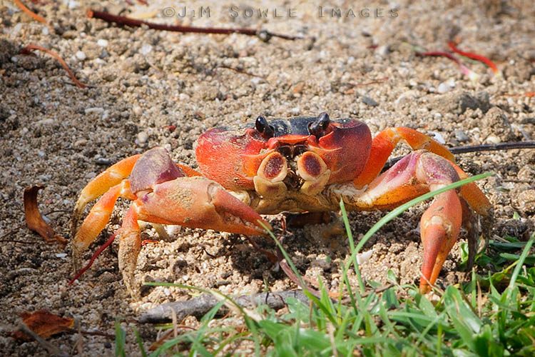 _MIK0399.jpg - A Halloween Crab is also known as the Moon Crab, Mouthless Crab or Harlequin Land Crab.  It is a colorful crab found in mangrove sand dunes and rainforest along the Pacific coast from Mexico south to Peru.  It is a nocturnal crab that digs burrows as long as 1.5 m (5 ft).  It lives in the forest at least some of its adult life, but needs to return to the ocean to breed.  It has gills that need to be moist all the time (or they die).  They have a life span of 10-15 years.Read more: http://www.bukisa.com/articles/50745_the-worlds-most-colorful-crabs#ixzz1u31MrNIf