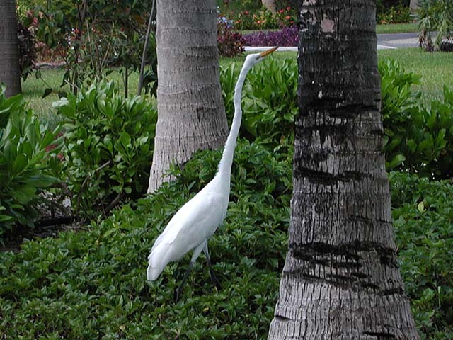 Crane