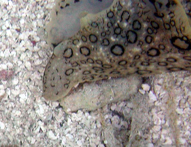 P3070065b
