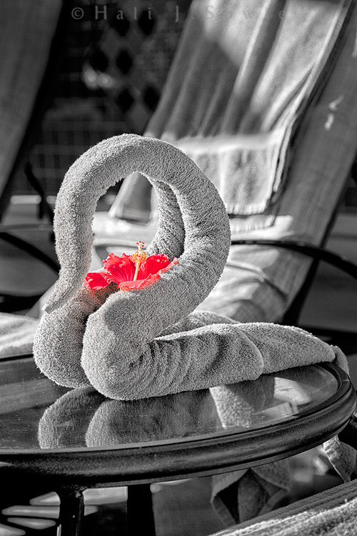 2011_11_SandalsWhitehouse-10366-EditSEP.jpg - Unfortunately this artful towel design (and the cooler of cold beer and soft drinks underneath) wasn't for us.  Every morning the butlers would come out and do these things for their clients.  As nice as that is, I still don't think I need a butler :)