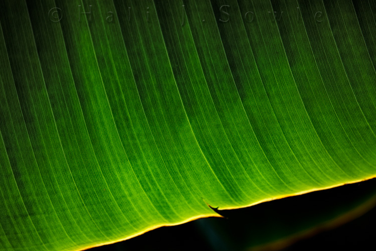 2011_11_SandalsWhitehouse-10439-Edit.jpg - A portion of a giant palm leaf.
