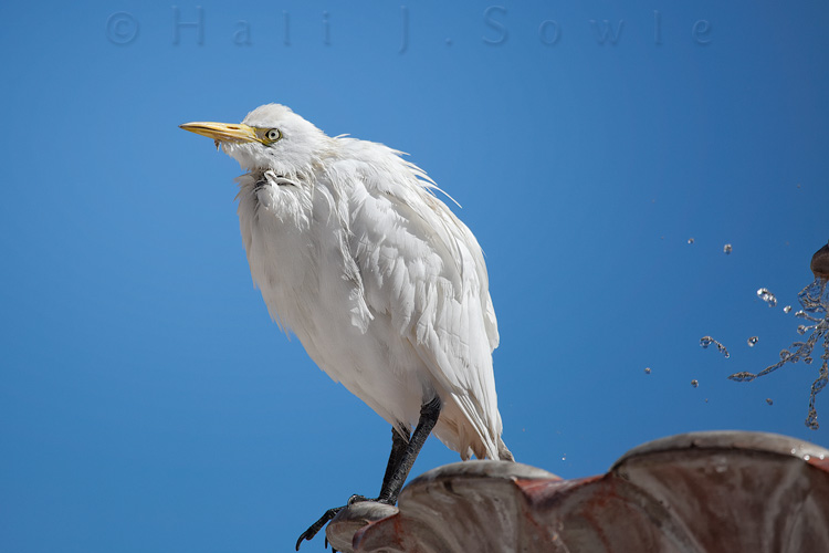 2011_11_SandalsWhitehouse-10450-Edit.jpg - There were quite a few cattle egrets making their homes at the resort.  They had very little fear and would jump up on the outside tables and steal breakfast right off your plate if you were not alert.