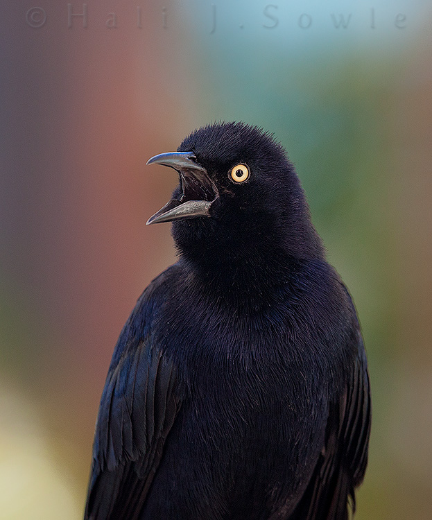2011_11_SandalsWhitehouse-10457-Edit.jpg - Another bird that we saw plenty of and that had very little fear, they too were plate raiders, especially outside the cafe.  Greater Antillean Grackle.