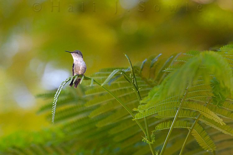 2011_11_SandalsWhitehouse-10499-Edit.jpg - Female Red Billed Streamertail Hummingbird on a mimosa tree.