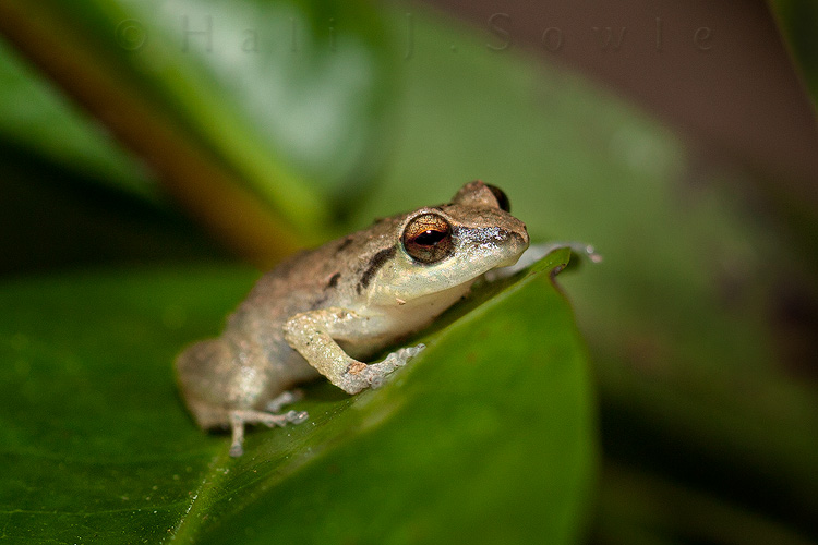 2011_11_SandalsWhitehouse-10578-Edit.jpg - Small but loud these little tree frogs were elusive as we searched for them at night with our flashlights.