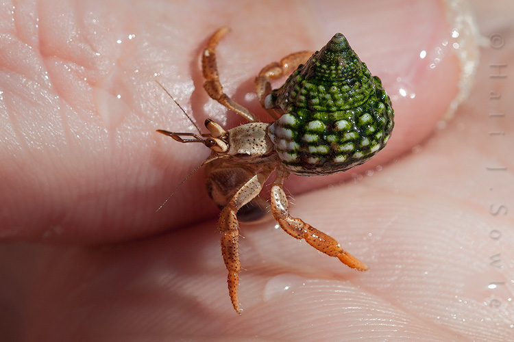 2011_11_SandalsWhitehouse-10884-Edit.jpg - This is Herb.  I'm not sure how this little hermit crab got his name but he kindly let Mike carry him around until I fetched my camera and got some pictures.  He was probably out looking for a new home when we disturbed him, his shell looks a bit small.  We put him back where we found him after he posed for us.