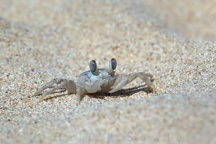 2011_11_SandalsWhitehouse-10923-Edit750.jpg - These little ghost crabs were pretty elusive but I was able to find this one and despite it scuttling away from me get this picture.