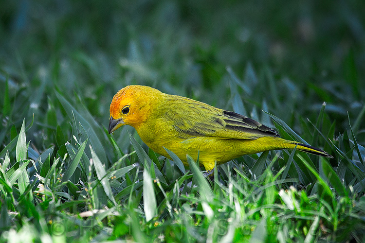 2011_11_SandalsWhitehouse-11003-Edit.jpg - Saffron finch looking for lunch in the grass.