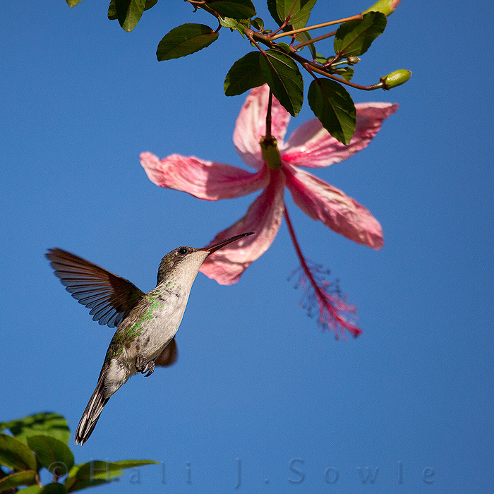 2011_11_SandalsWhitehouse-11217-Edit.jpg - There were plenty of hummingbirds around the resort although they did tend to stay around certain areas.