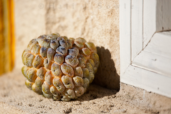 2011_11_SandalsWhitehouse-11232-Edit720.jpg - A piece of breadfruit left next to the nurses station