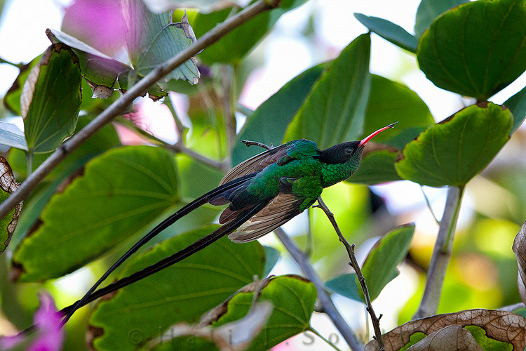 2011_11_SandalsWhitehouse-11330-Edit.jpg - The red billed streamertail hummingbird is the national bird of Jamaica.  They are very territorial.  Here it was defending itself from an encroaching male.