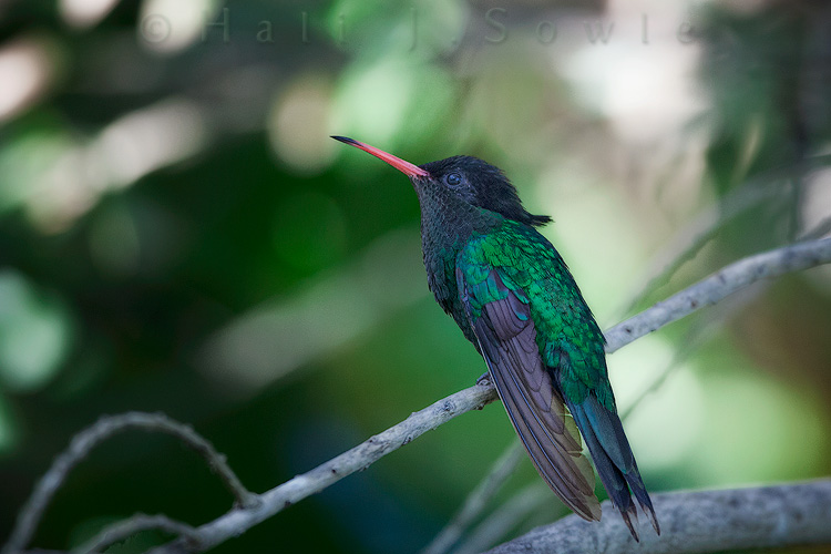 2011_11_SandalsWhitehouse-11341-Edit.jpg - Another "doctor bird" this one did not (yet?) have the long streamer tail.