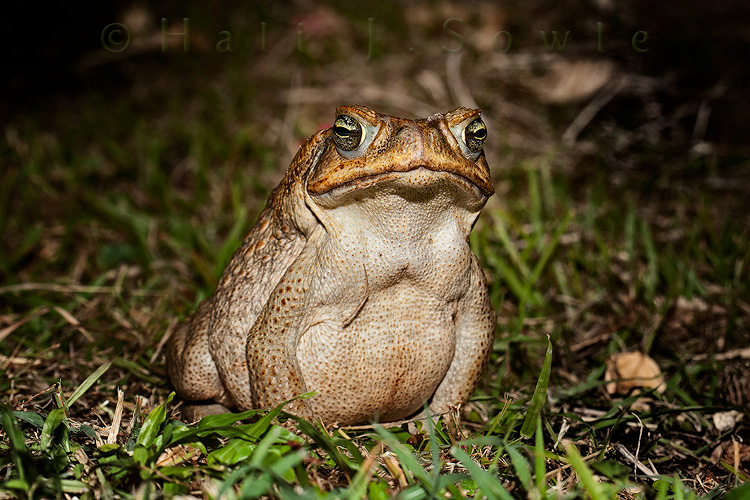 2011_11_SandalsWhitehouse-11557-Edit-Edit.jpg - A very patient Cane Toad.  This lady sat very still while I slowly worked my way up until I was about 2 feet from her.