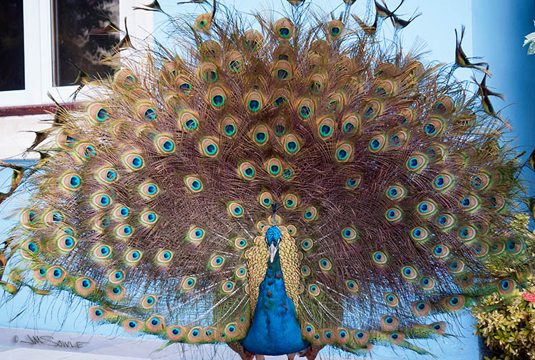 _MIK1079.jpg - An Indian Peacock displaying for one of his Peahen ladies.  The cocks not only push their coverts forward, but they also rustle them.  The sound is almost like that of a rain stick.  Stranger than fiction!