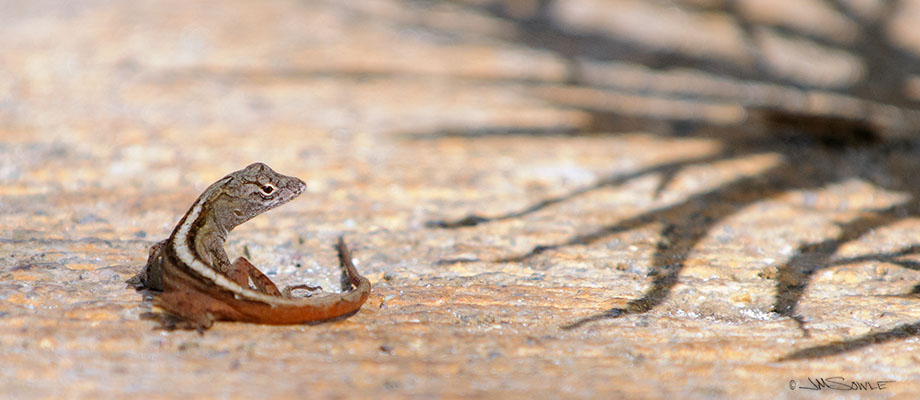 _MIK1513.jpg - A brown anole turns to face the threat.  The threat is not the shadows of the plant -- it's the photographer!