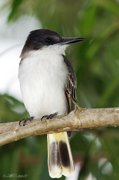_MIK1717.jpg - Loggerhead Kingbirds seem to be common visitors around these parts.