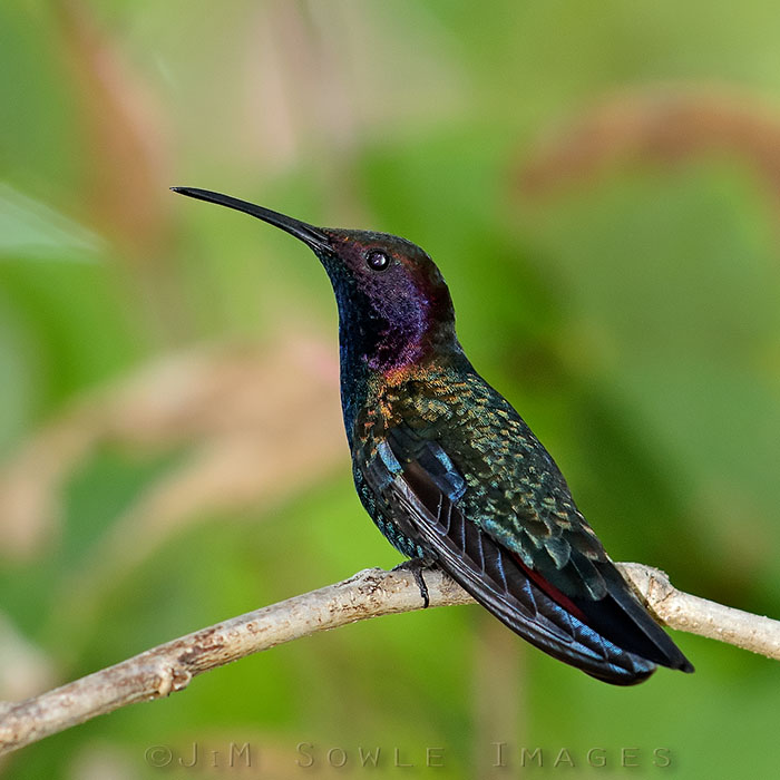 _MIK1733.jpg - From a distance the Mango Hummingbird looks bland -- almost black.  When you get close you can see that it's amazingly colorful!