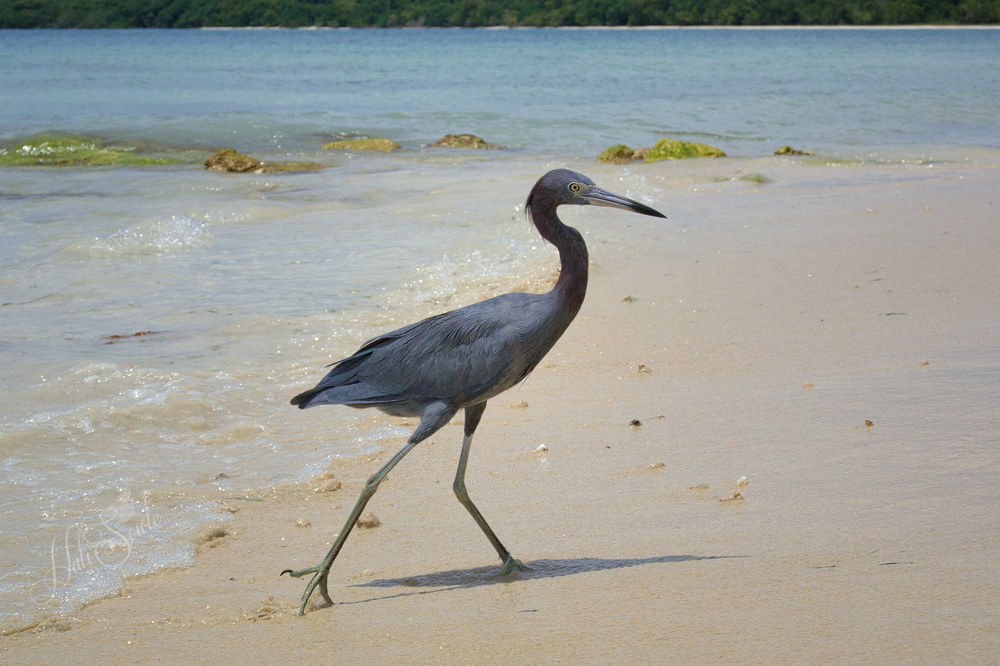 2014_09_SandalsWhitehouse-10111-Edit1000.jpg - Little Blue Heron trying to escape the papparazzi on the beach (namely Mike and I)