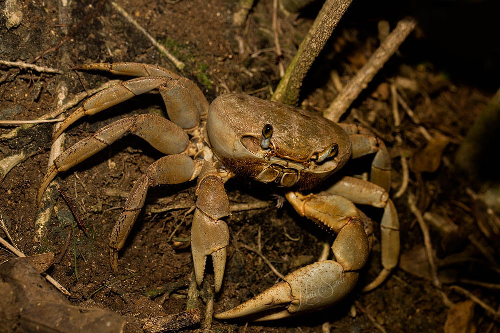 2014_09_SandalsWhitehouse-1033_Edit1000.jpg - Land crab!  These big guys only came out at night but were plentiful at the resort, you could see the huge holes they dug for themselves in the lawns.