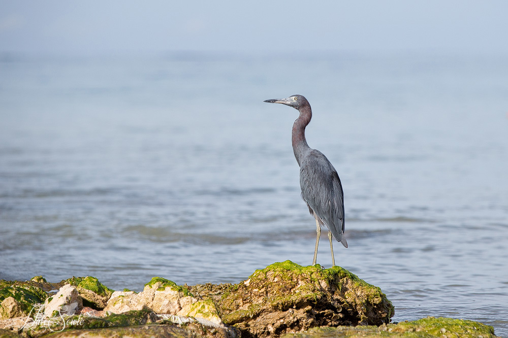 2014_09_SandalsWhitehouse-10353-Edit1000.jpg - Little Blue Heron