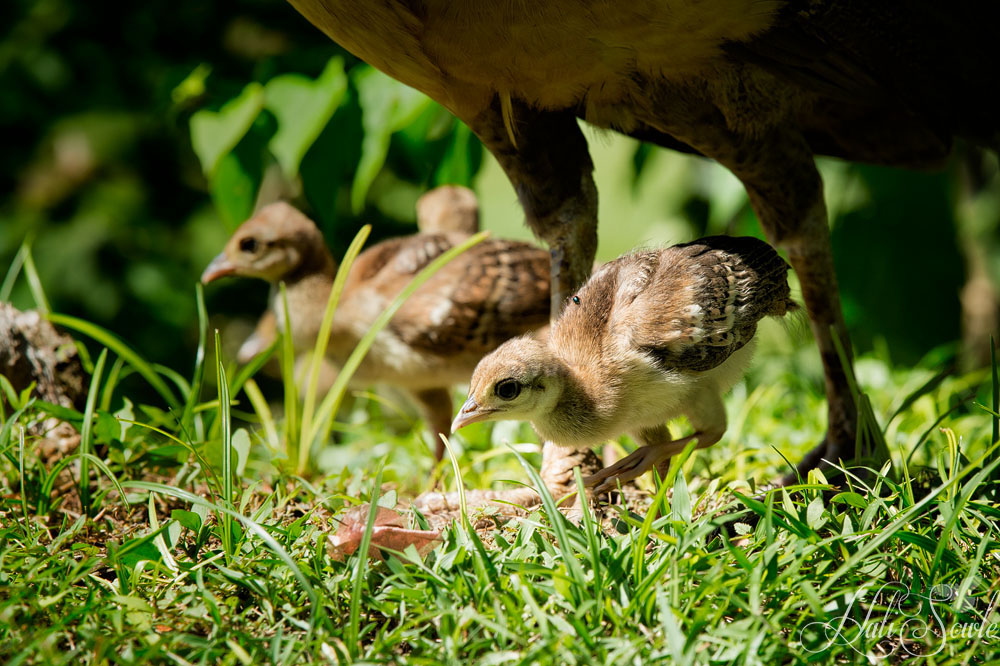 2014_09_SandalsWhitehouse-10520-Edit1000.jpg - A peachick hunting for some food while under the safety of mom.  Little did it realize it's next meal was hitching a ride on it's back.