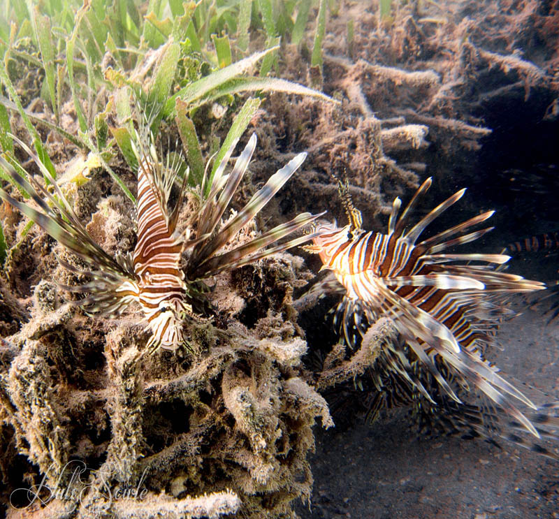 2014_09_SandalsWhitehouse-11017-Edit1000.jpg - Lionfish.  We saw what could only be a nest of these nasty poisonous fish on the small area of the reef when we snorkeled from the beach early in the morning.  There had to be 7 or 8 of them in one little area.  Lionfish are a big problem in the Caribbean.  They are an invasive species destroying life on the reef, and they have very few predators.  To read more, see this article from NOAA:  http://oceanservice.noaa.gov/facts/lionfish.html