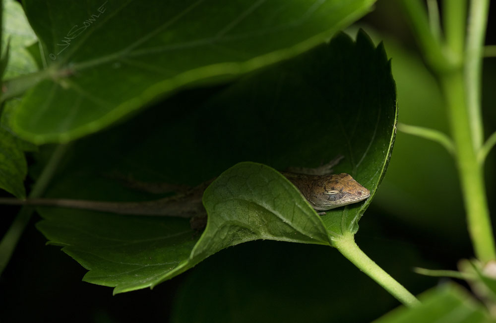 DSC_0024.jpg - A sleeping Anole we came across during one of our after-dinner strolls.  It was pretty dry, so there weren't many tree frogs around.