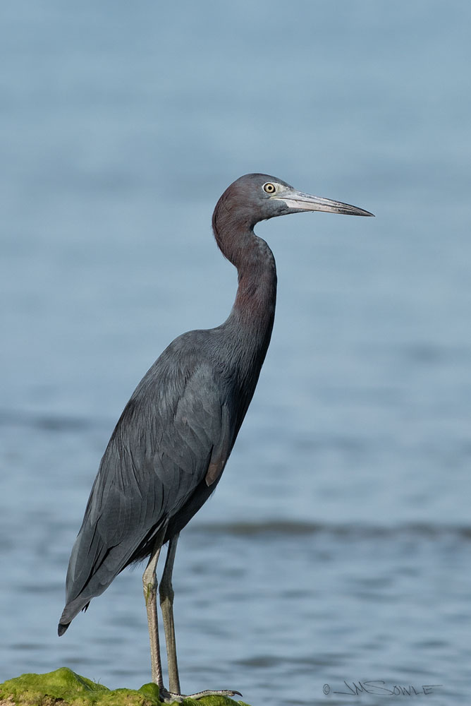 DSC_0145.jpg - A Little Blue Heron that would often stroll the beach and fish the shallows.