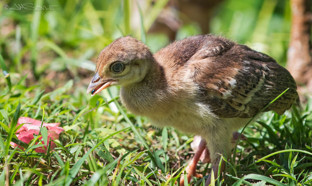 DSC_0237A.jpg - The chick just figured out how to handle that little thing on it's back.  Yum -- crunchy!
