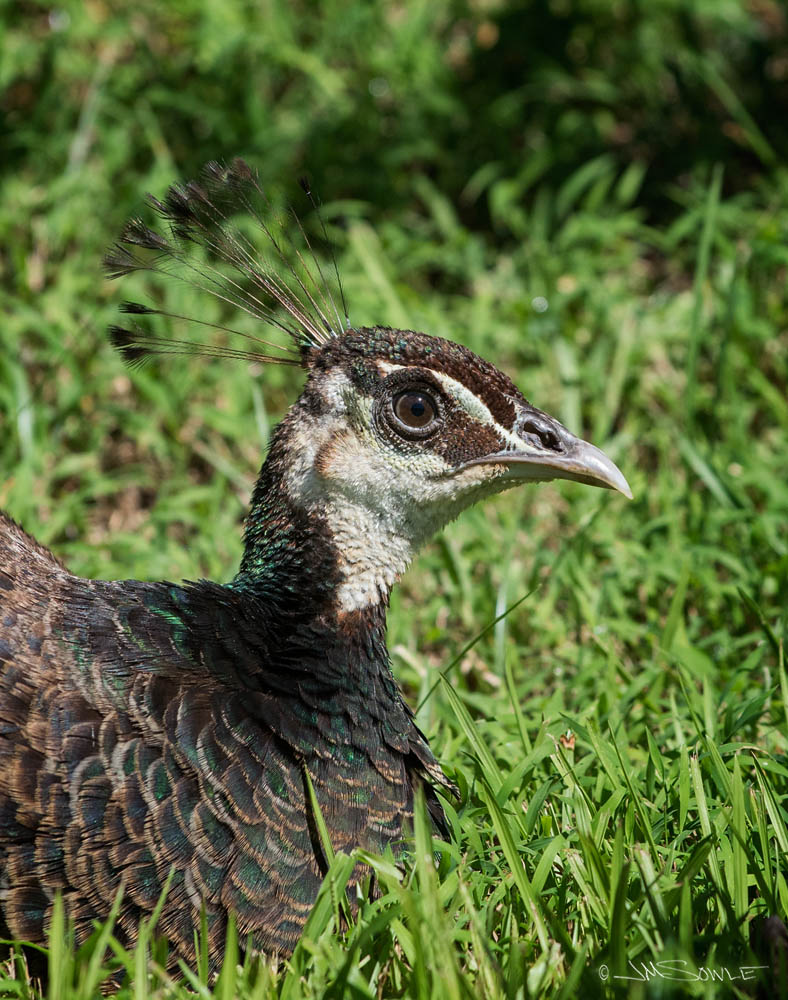 DSC_0261.jpg - Mama peahen keeping an eye on all of the little chicks while resting.