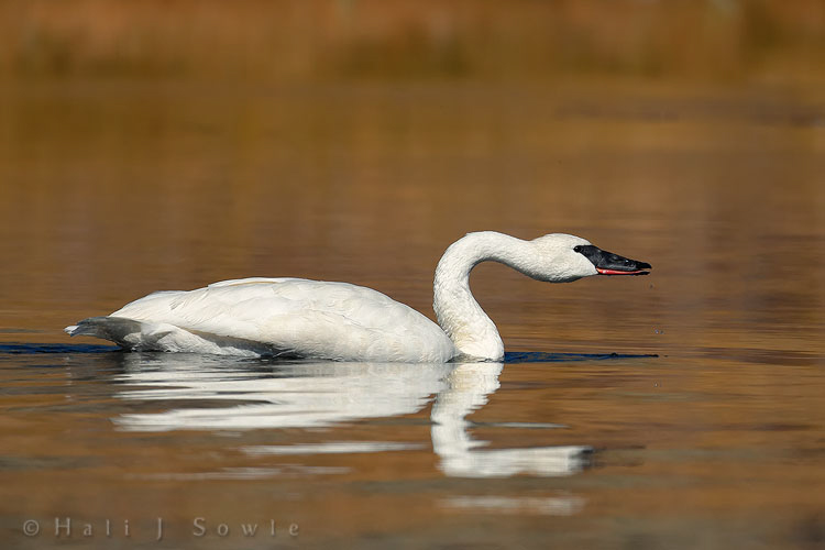2010_09_26_Yellowstone-10025-Edit750.jpg - Tundra Swan in the Madison River near West Yellowstone.  Tundra Swans mate for life so this one must have lost it's mate this or last year.