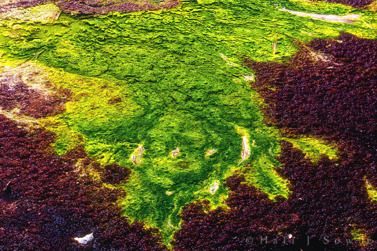 2010_09_26_Yellowstone-10150-Edit750.jpg - Bacterial Plaques in a thermal spring off the Grand Loop Road north of Norris Geyser Basin.  The Green and Browns are thermophiles (heat loving bacteria usually) that live in water as hot as 167F (75C) The green in the center are in the hottest area of the thermal spring, the cooler areas are orange, rust or brown.
