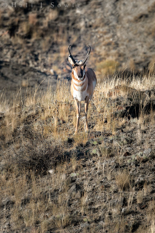 2010_09_27_Yellowstone-10025-Edit750.jpg - Male Pronghorn Antelopes are they only animals with *horns* that are shed each year (elk, deer and moose have antlers they shed each year).  Apparently the shed horns smell awful!