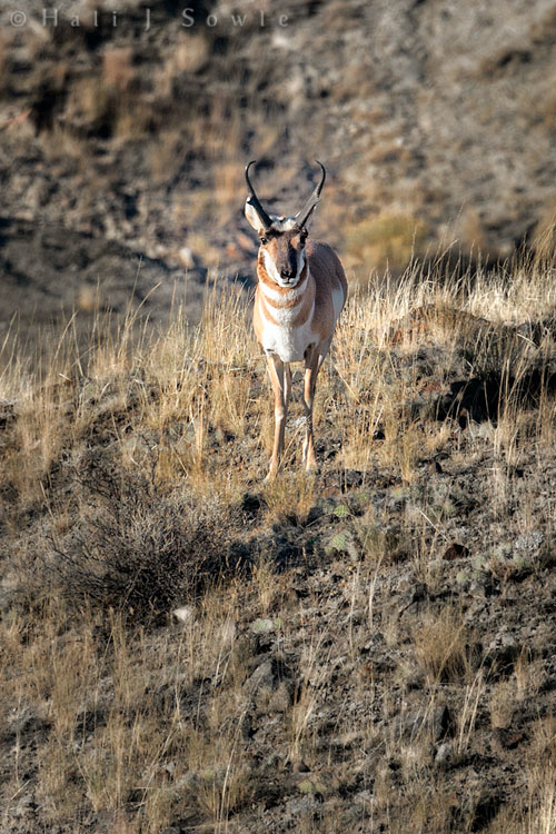 2010_09_27_Yellowstone-10025-Edit750.jpg - Male Pronghorn Antelopes are they only animals with *horns* that are shed each year (elk, deer and moose have antlers they shed each year).  Apparently the shed horns smell awful!