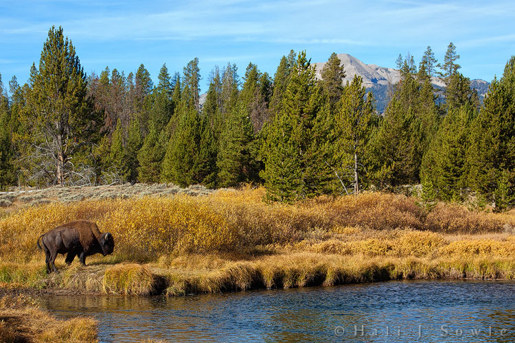 2010_09_27_Yellowstone-10084-Edit750.jpg - This is the same Bison from the previous image. We watched for a while as it stopped to drink then eventually wandered off into the trees.  We believe that is Dome Mountain in the distance.